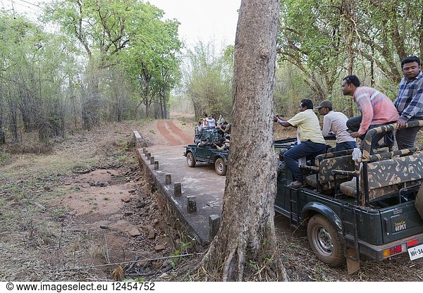 Asia India Uttarakhand Jim Corbett National Park Photographers waiting for the Bengal tiger (Panthera tigris tigris) .