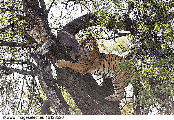 Asian (Bengal) Tiger (Panthera tigris tigris)  climbing in a tree in search of a prey kept in branches protected from other predators : a common warthog (Phacochoerus africanus)  Private reserve  South Africa