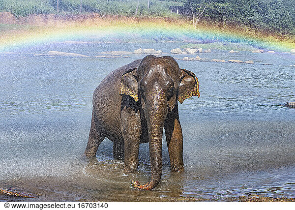Asian elephant taking a bath at the aninmal sanctuary in Pinnawala