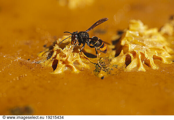 Asian Hornet insect eating honey