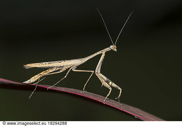Asian jumping mantis (Statilia maculata)