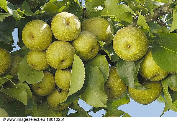 Asian pear Shinko  Asian pear (Pyrus pyrifolia)