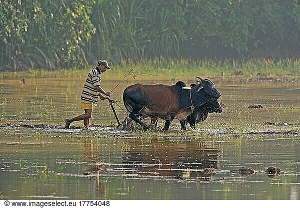 Asian rice (Oryza sativa)  worker in rice field  ploughing with oxen  Goa  India  Asia