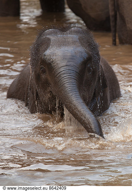 Asiatische Elefanten  Bandhavgarh-Nationalpark  Indien