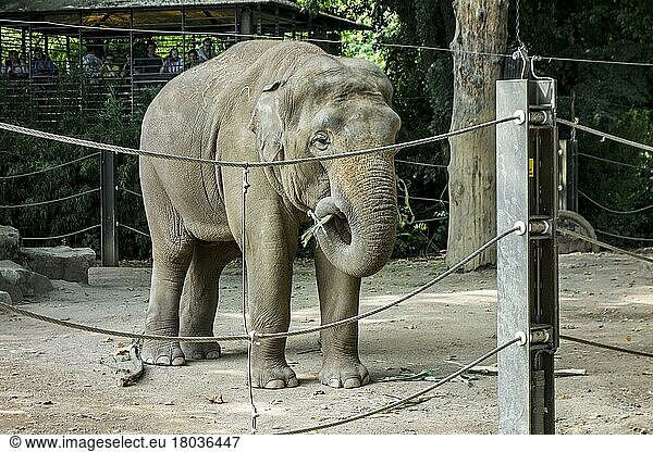 Asiatischer Elefant (Elephas maximus)  Asiatischer Elefant  im Zoo von Antwerpen  Belgien  Europa