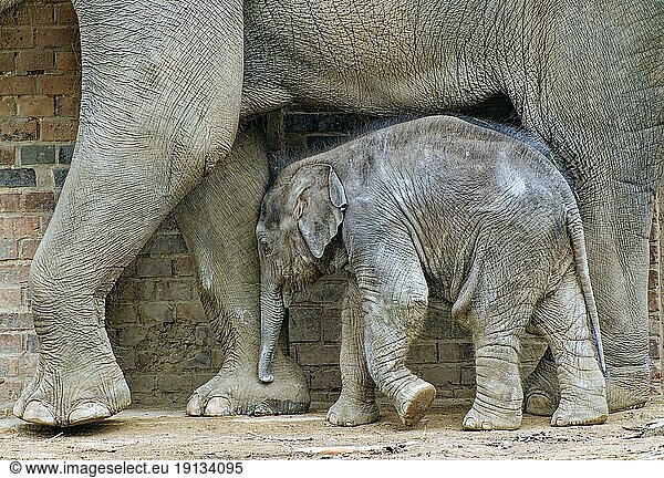 Asiatischer Elefant (Elephas maximus indicus)  Elefantenkuh neben Jungtier  captive  Deutschland  Europa
