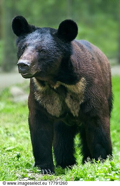 Asiatischer Schwarzbär (Ursus thibetanus) x Braunbär (Ursus arctos)  Hybride  Jungtier  stehend  Rettungszentrum von Animals Asia  Chengdu  Sichuan  China  April  Asien