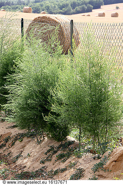 Asparagus  Butte Cultivation