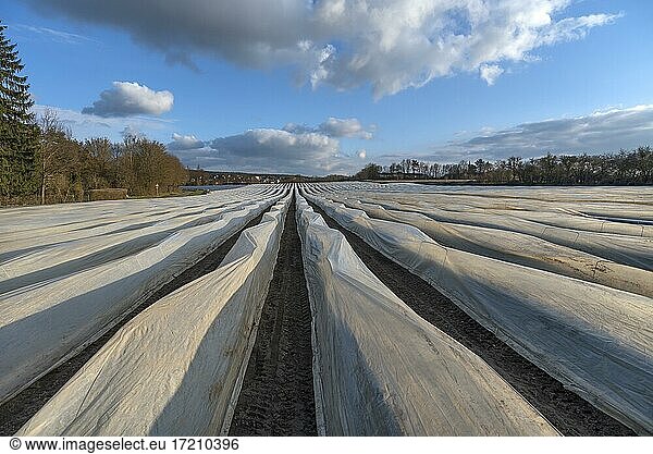 Asparagus field covered with foil  Eckental  Middle Franconia  Bavaria  Germany  Europe