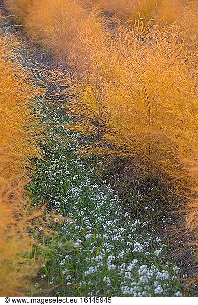 Asparagus field in autumn  Provence  France