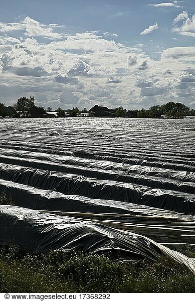 Asparagus fields covered with black plastic for early ripening  Sonnenberg municipality  Oberhavel district  Brandenburg  Germany  Europe