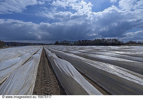 Asparagus fields covered with foil  Eckental  Middle Franconia  Bavaria  Germany  Europe