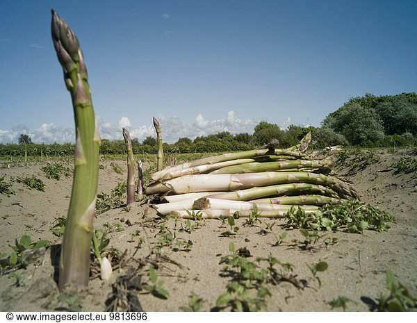 Asparagus growing in sandy field  Formby  England