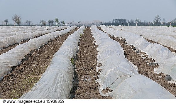 Asparagus harvest  asparagus field covered with foil  Lower Austria  Austria  Europe