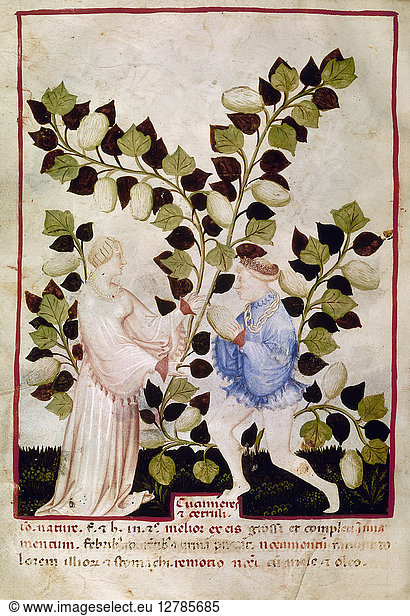 ASPARAGUS  14th CENTURY. Picking asparagus. Manuscript illumination from 'Tacuinum sanitatis in medicina ' Northern Italy  late 14th century.