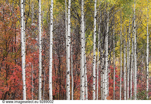Aspen and maple trees in the fall.
