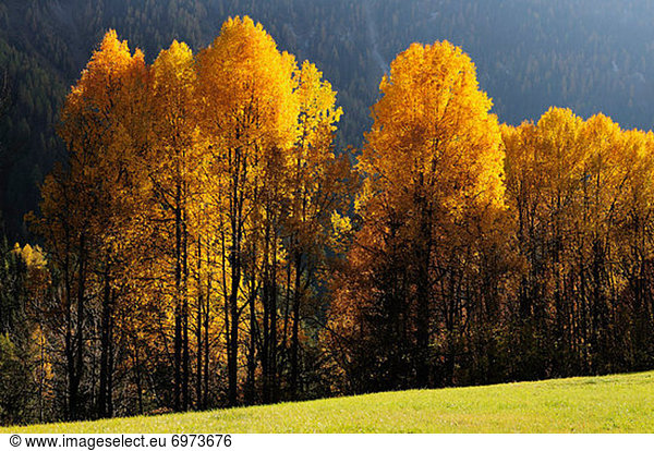 Aspen Trees  Engadin  Switzerland