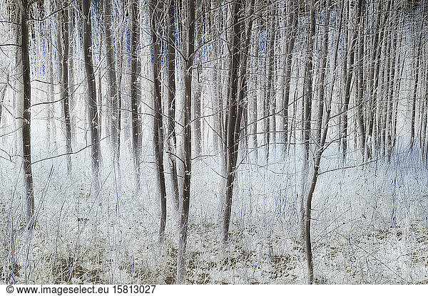 Aspen trees in a grove in winter