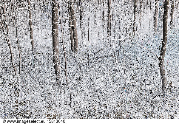 Aspen trees in a grove in winter