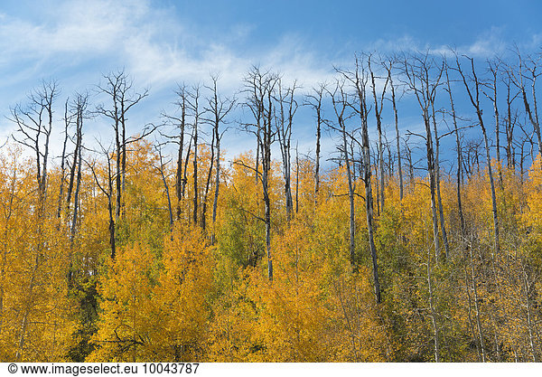 Aspen trees in autumn foliage  and the tall bare trunks of trees after fire