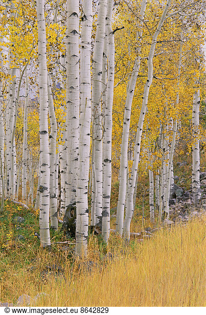 Aspen trees in autumn with white bark and yellow leaves. Yellow grasses of the understorey. Wasatch National forest in Utah.