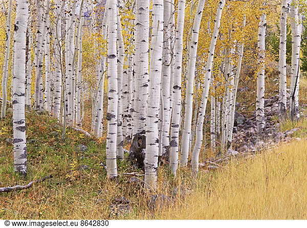 Aspen trees in autumn with white bark and yellow leaves. Yellow grasses of the understorey. Wasatch National forest in Utah.