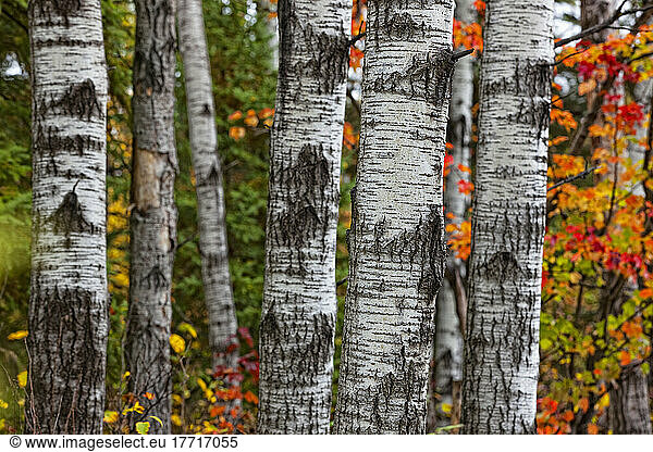 Aspen Trees Surrounded By Colourful Autumn Leaves In Algonquin Provincial Park; Ontario Kanada