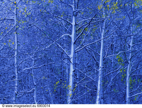 Aspens with Snow in Autumn