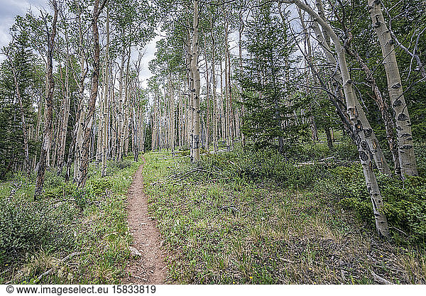 Aspenwald in der Wildnis der Buffalo Peaks