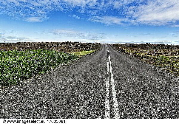 Asphalt road  blooming volcanic landscape in summer  off-road vehicles on the horizon  Reykjanes Peninsula  Iceland  Europe