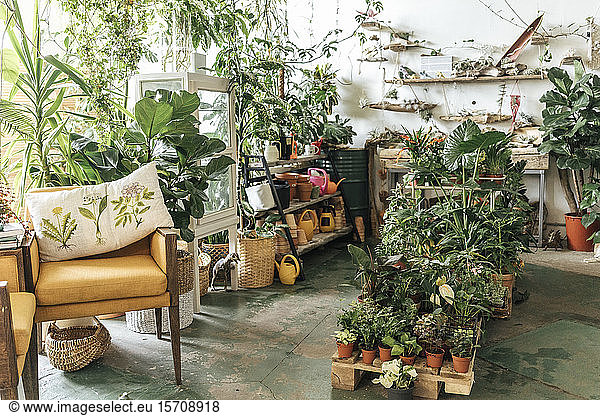 Assortment of plants and decoration in a showroom