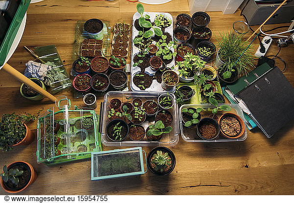 Assortment of plants on wooden floor