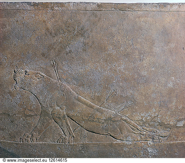 Assyrisches Relief einer verwundeten Löwin von Ashurbanipal  7. Jahrhundert. Künstler: Unbekannt