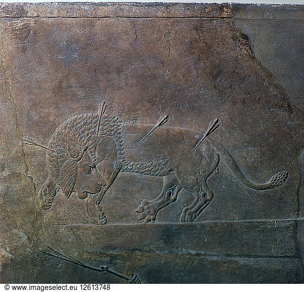 Assyrisches Relief eines verwundeten Löwen von Ashurbanipal  7. Jahrhundert. Künstler: Unbekannt