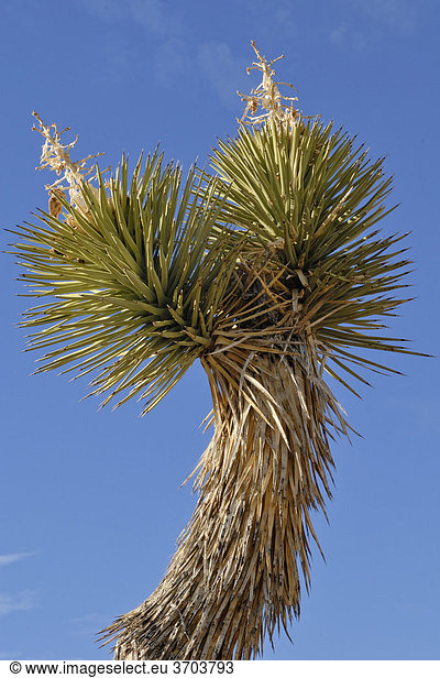 Ast einer Joshua Palmlilie, Joshua Tree (Yucca brevifolia), Yoshua Tree Nationalpark, Palm Desert, Südkalifornien, USA