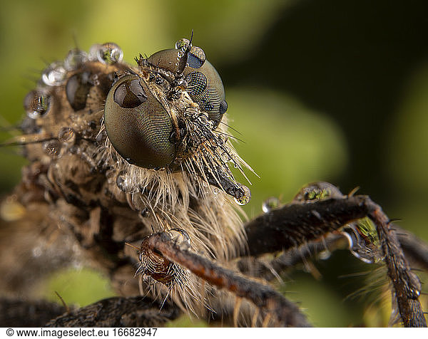Asylidae Fliege Porträt mit einigen Regentropfen über sein Gesicht