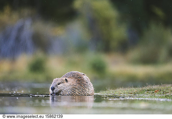 At ground level  a beaver nibbles on a branch in shallow water.