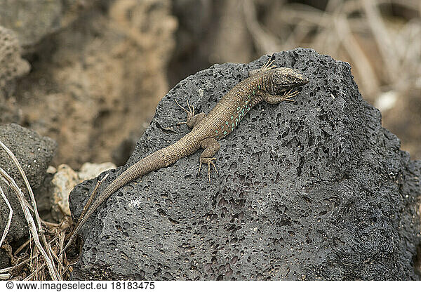 Atlantic lizard (Gallotia atlantica) crawling on rock