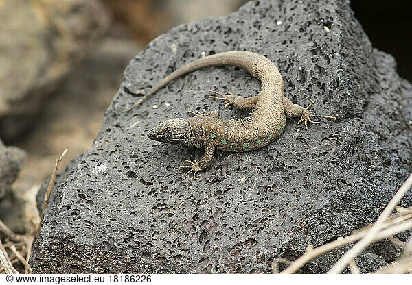 Atlantic lizard (Gallotia atlantica) crawling on rock