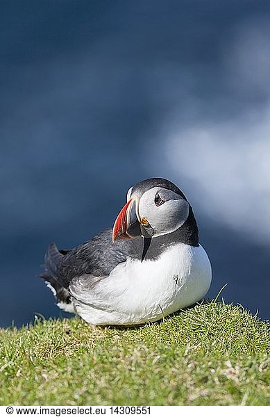 Atlantic Puffin (Fratercula arctica) on cliff in the bird reserve Hermaness. Europe  Great Britain  Scotland  Shetland Islands Unst  May
