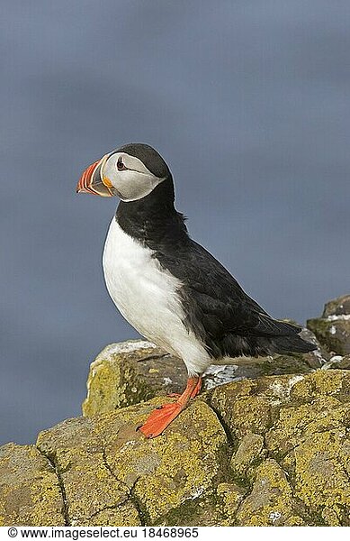 Atlantic puffin (Fratercula arctica) perched on rock showing coloured beak in the breeding season in summer  Iceland  Europe