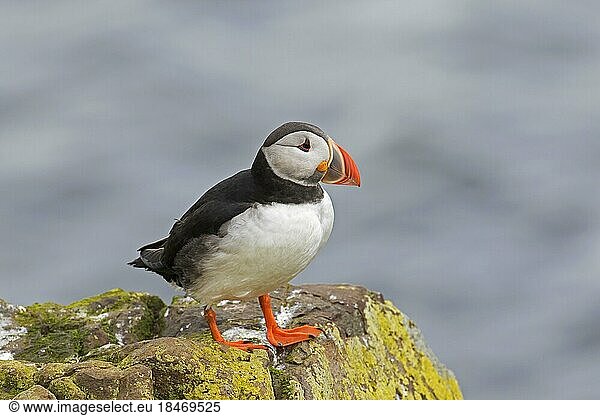 Atlantic puffin (Fratercula arctica) perched on rock showing coloured beak in the breeding season in summer  Iceland  Europe