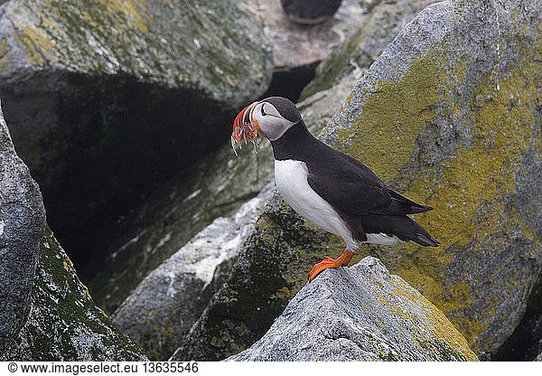 Atlantic Puffin (Fratercula arctica) with fish prey  standing outside its burrow at Machias Seal Island  a bird sanctuary off the coast of Maine.