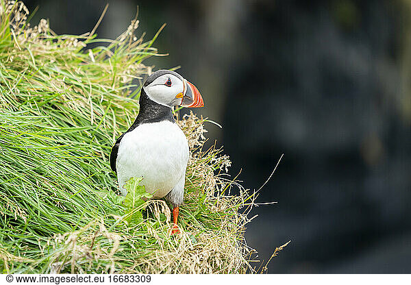 Atlantic puffin perching on grass at mountain  South Iceland