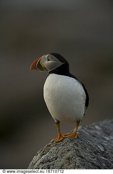 Atlantic Puffins  Fratercula arctica  the main attraction on Eastern Egg Rock Island  Maine.