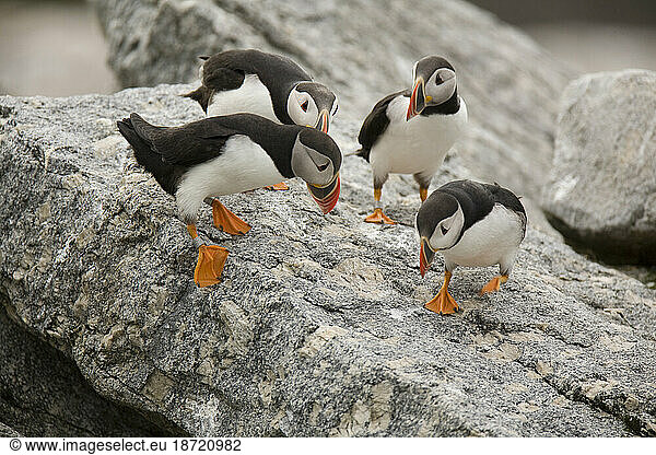 Atlantic Puffins  Fratercula arctica  the main attraction on Eastern Egg Rock Island  Maine.