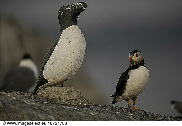Atlantic Puffins  Fratercula arctica  the main attraction on Eastern Egg Rock Island  Maine.