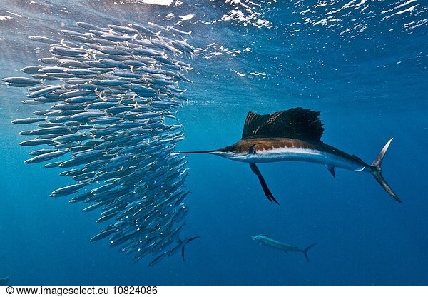 Atlantic sailfish (Istiophorus albicans) attacking a sardine baitball hoping to strike one with its serrated bill  Isla Mujeres  Mexico