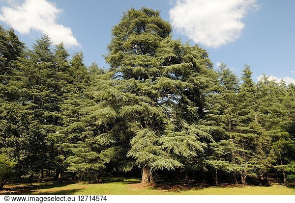 Atlas cedar (Cedrus atlantica) is a coniferous tree native to Atlas. This photo was taken in Atlas Mountains  Morocco.