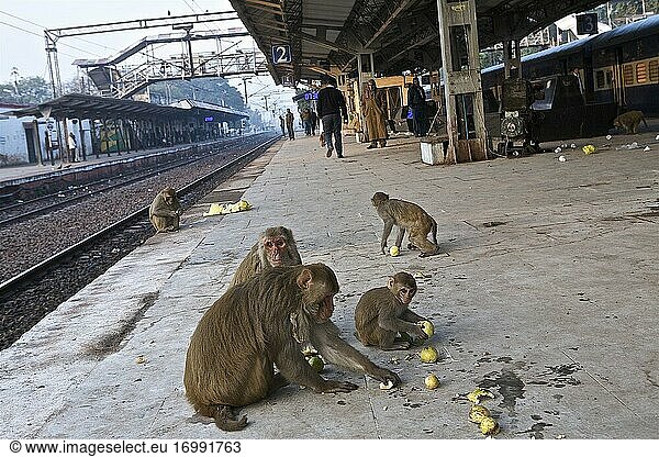Atmosphäre am frühen Morgen auf einem Bahnsteig in Uttar Pradesh  Affen warten auf Früchte. Bahnsteig in Uttar Pradesh  Indien.